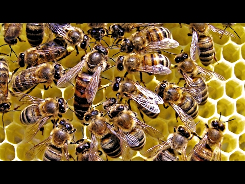 image-Which is the correct taxonomy for a honeybee? 
