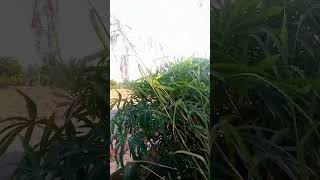 Download lagu saya tidak sengaja menemukan bunga serai buat apa ya mp3
