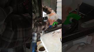 Bent Fork October snuffer dump/yesterdays cleanout #gold #goldmining #goldpanning #goldprospecting