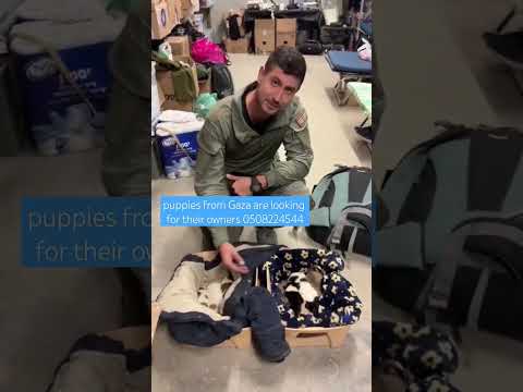 puppies from Gaza are looking for their owners #israel #war #love #victory #dogs