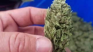 Dry Trimming with the Mini