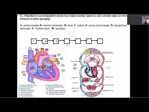 TOK KRVI (MALI I VELIKI KRVOTOK)