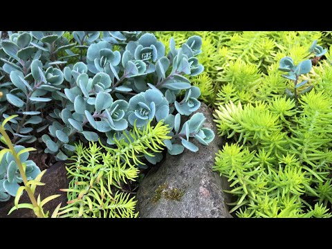 SUCCULENT ROCK GARDEN GETS BIG - Sempervivum Orostachys Sedum - COLD HARDY PLANTS (Tour 2020)