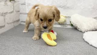 ハーフ犬の動画02