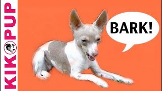 How to train your dog not to bark- Episode 1 - barking at noises in the house- dog training