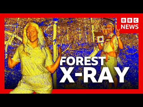 The tech that could map every tree on earth | BBC News