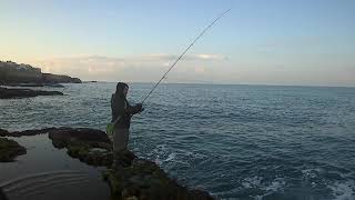 Daiwa morethan ags 85 mlm