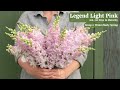 Video for Legend Light Pink