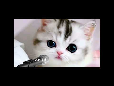Amazing cats perform  RAHMATUN LIL ALAMEEN VIDEO SHOLAWAT KUCING