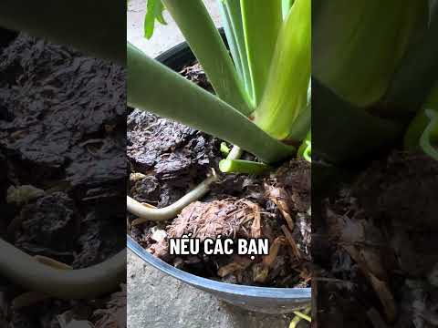 Xử lý câu trầu bà thanh xuân bị úng nước #hoakieng #plants #traubathanhxuan