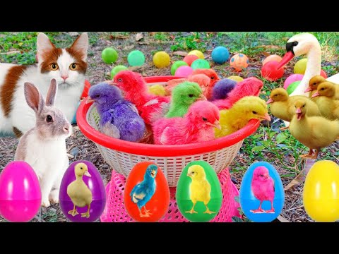 Catch Cute Chickens, Colorful Chickens, Rainbow Chicken, Rabbits, Cute Cats,Ducks,Animals Cute #67