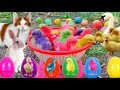 Catch Cute Chickens, Colorful Chickens, Rainbow Chicken, Rabbits, Cute Cats,Ducks,Animals Cute #67