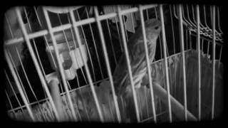 David Lynch - I Know (Music Video)