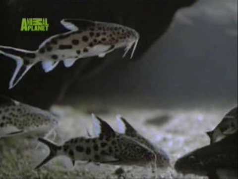 Freak Fish Grows babies of other fish in her mouth!