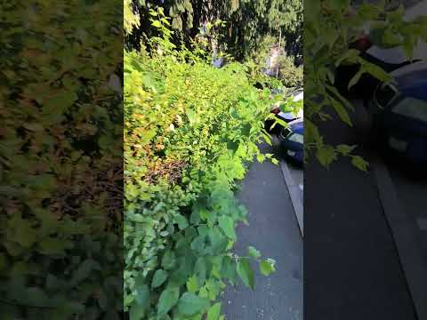 Gard viu – înainte - Alex Landscaping