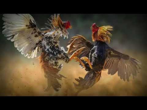 Botoh Peyok // DOTTCASTERS