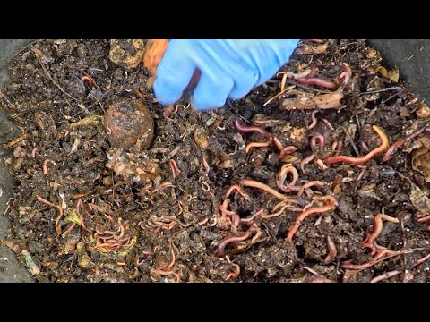 136-day outdoor worm bag's 14th feeding with minimal bedding - vermicompost