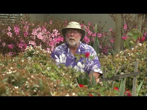 Indian Hawthorn - Southern Gardening Television