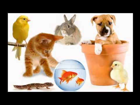 Have you got a pet song for children