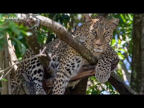 Surprise leopard - SafariLIVE Sunset - 11 January 2026