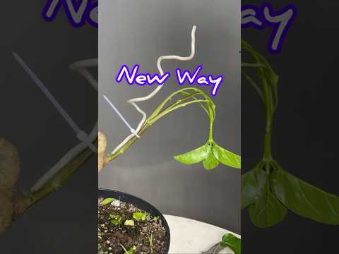 making extreme bonsai || Sancang Pecah Batang