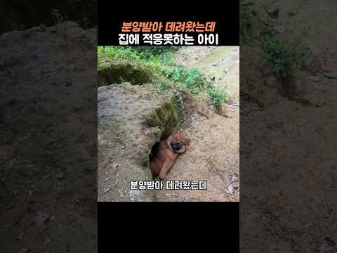 분양받은 강아지가 집에 적응하지 못할때 #강아지 #강아지쇼츠 #…