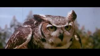 The Orb - God's Mirrorball