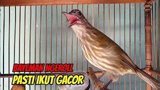 Download lagu Burung Bayeman gacor Nembak Variasi | Untuk Pancingan mp3 Download lagu Burung Bayeman gacor Nembak Variasi | Untuk Pancingan mp3