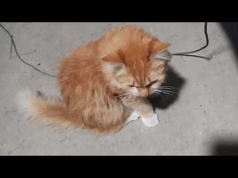 Aldi Talk: 年間パッケージは 2024 年 4 月 4 日から 28 日まで再び利用可能になります