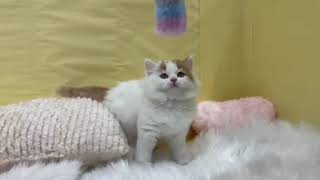 スコティッシュフォールドの動画01