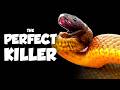 This Snake has the World's Deadliest Bite