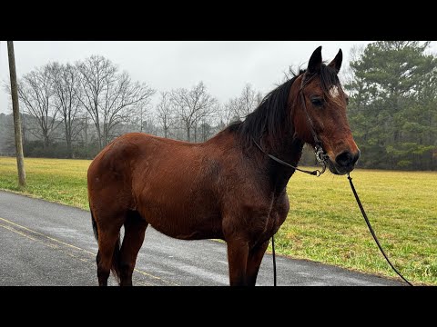 TSP LOT# 3287 - PEPÉ - Paso Fino - Gelding - 14 YO - 13.2-3H - $800