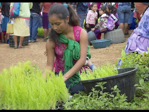 Conoce cómo esta iniciativa verde dona ¡2 millones de árboles al año! 