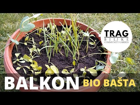 ORGANIZE YOUR BALCONY BIO GARDEN! - BALCONY OF BIOGARDEN 1 (2021) [TRACE OF THE PLANT]