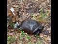 Waldo vs. Turtle Beabull vs Turtle