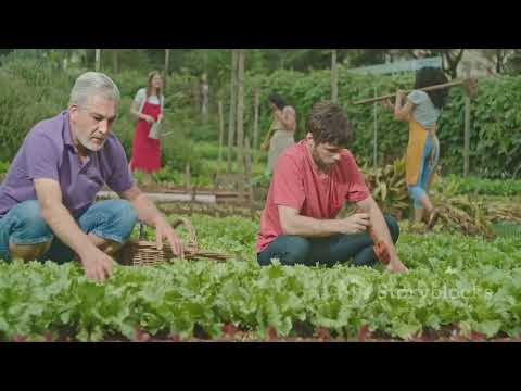 MBS673 - GreenBelly Proposal - MU - 34981114