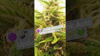 Purple Skunk Auto von SensiSeeds 🟣🦨 Update Tag 65 💚🌱 #sensiseeds #homegrow