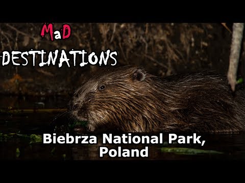Biebrza National Park, Poland