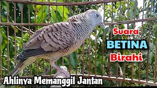 Download lagu SUARA BETINA BIRAHI‼️Perkutut BETINA memanggil JANTAN - The female turtle dove calls the male mp3 Download lagu SUARA BETINA BIRAHI‼️Perkutut BETINA memanggil JANTAN - The female turtle dove calls the male mp3