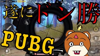 【PUBG Mobile】遂にドン勝のくま！？【vtuber実況】
