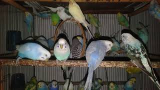 🛠初心者でもできる！インコが喜ぶDIYおもちゃの作り方【実体験】