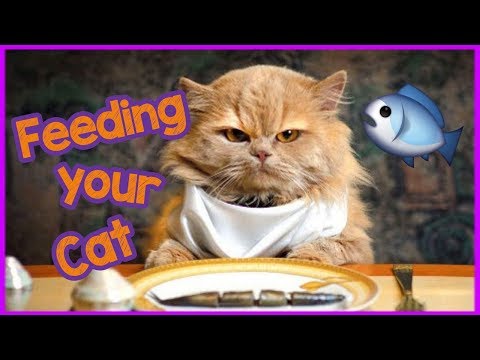 How often do I feed my cat? - 3 ways to feed your cat! - YouTube