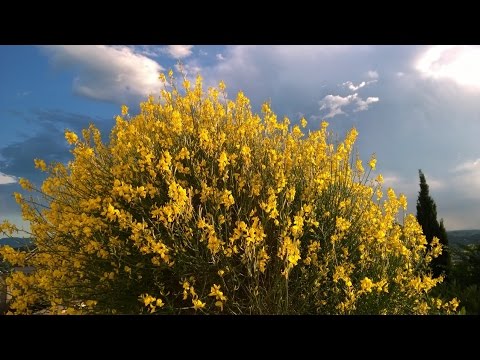 A écouter en préparant Concombres farcis de carottes parfumées au fenouil et au laurier