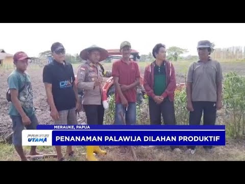 POLRES MERAUKE PEMANFAATAN LAHAN PRODUKTIF