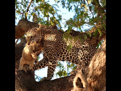 Leopard kill lion cubs horribly and climb on tree