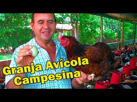 GRANJA AVICOLA CAMPESINA