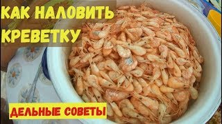 Когда можно ловить креветок в черном море