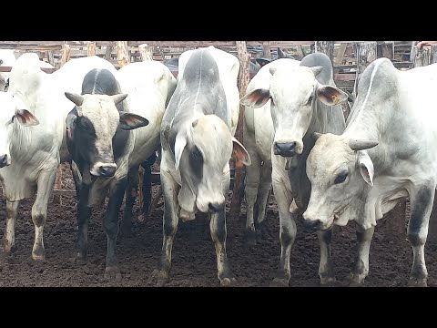Feira de gado em Coité do Noia AL Domingo 21/04/2024#nordeste