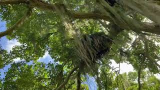 Pau D’arco raríssimo !