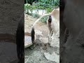 Cows Are Defecating Real Animals Shorts Shorts